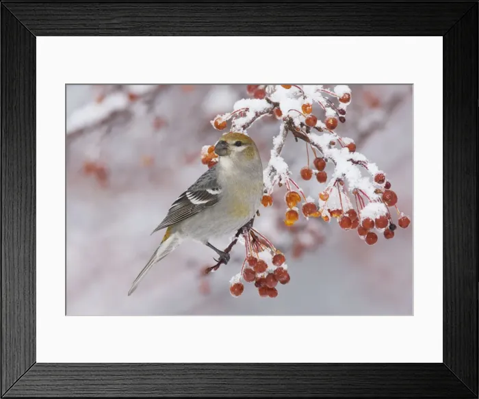 Framed Print : Pine Grosbeak - female, December, CT, USA Framed Print : Pine Grosbeak - female, December, CT, USA