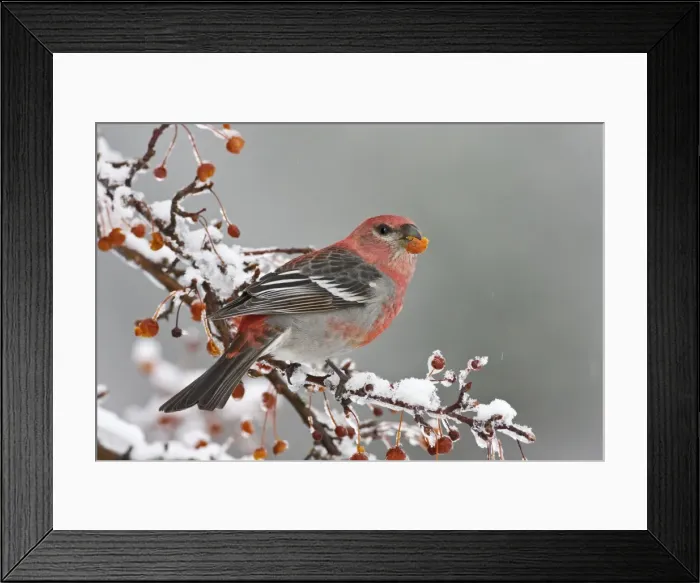 Framed Print : Pine Grosbeak - adult male in winter. Jan in CT. USA Framed Print : Pine Grosbeak - adult male in winter. Jan in CT. USA