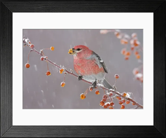 Framed Print : Pine Grosbeak - adult male in winter. January in CT. USA