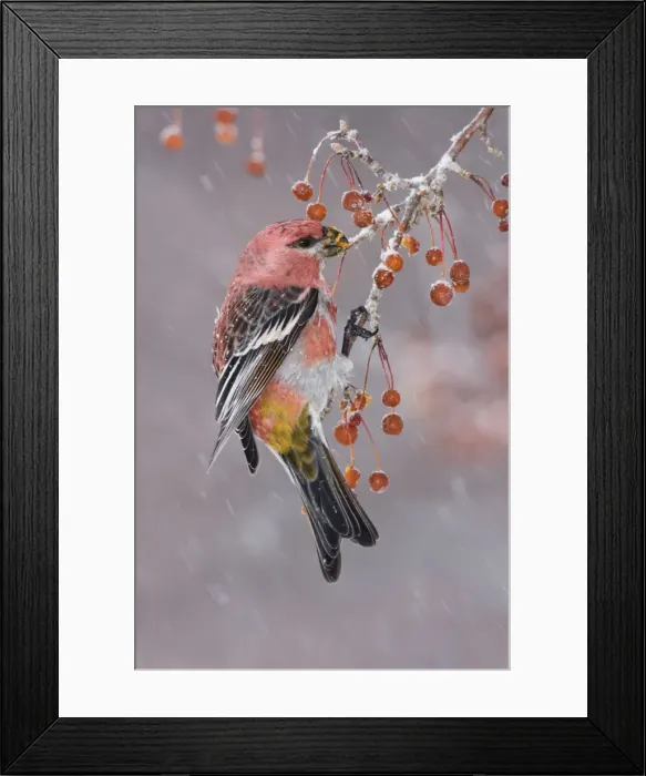 Framed Print : Pine Grosbeak - adult male in winter. January, CT Framed Print : Pine Grosbeak - adult male in winter. January, CT
