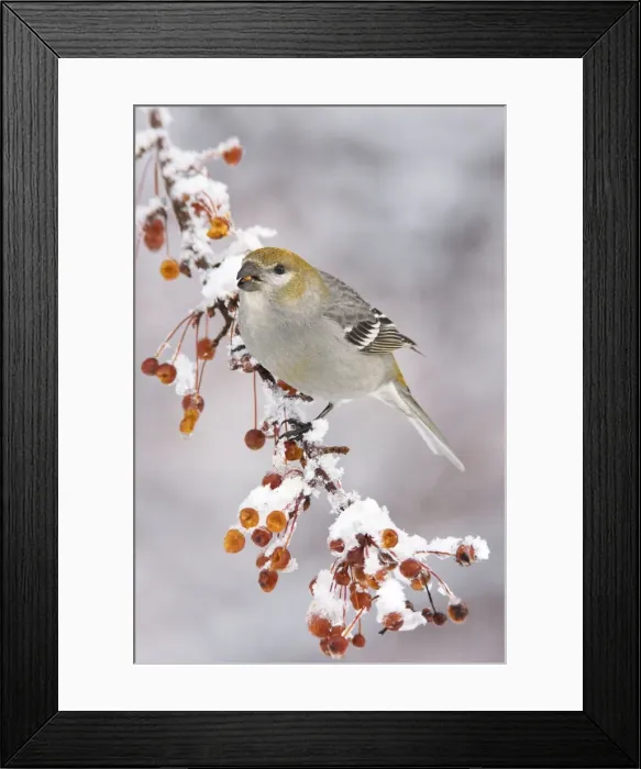Framed Print : Pine Grosbeak - female in winter, CT in January. USA Framed Print : Pine Grosbeak - female in winter, CT in January. USA