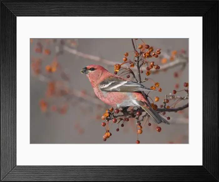 Framed Print : Pine Grosbeak - adult male in winter. January in CT Framed Print : Pine Grosbeak - adult male in winter. January in CT