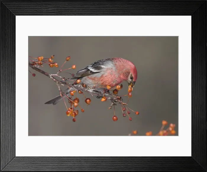 Framed Print : Pine Grosbeak - adult male in winter. January in CT, USA Framed Print : Pine Grosbeak - adult male in winter. January in CT, USA