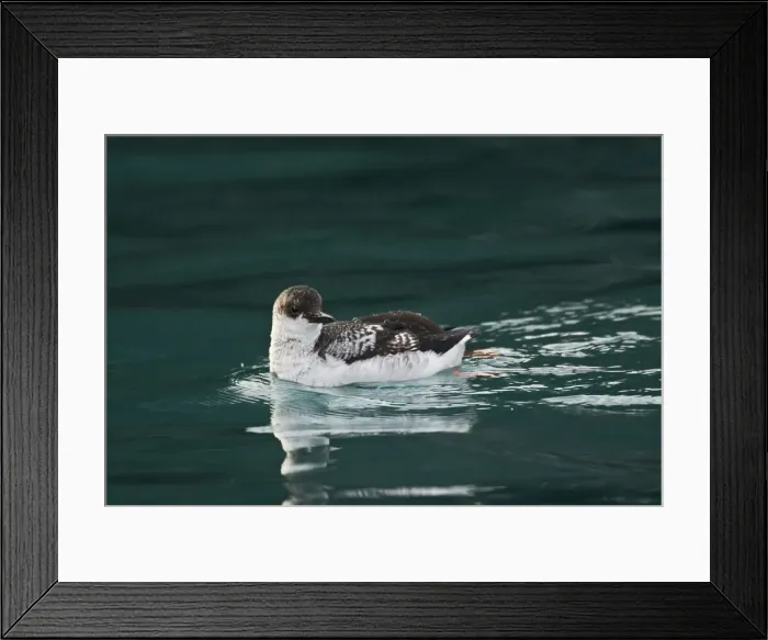 Framed Print : Pigeon Guillemot. February on the Kenia Peninula at Homer, Alaska, USA Framed Print : Pigeon Guillemot. February on the Kenia Peninula at Homer, Alaska, USA
