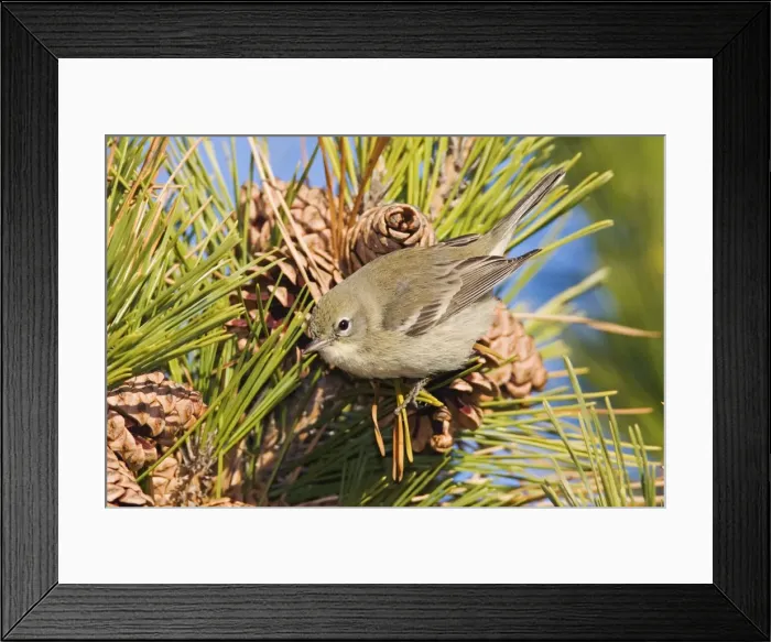 Framed Print : Pine Warbler - Immature female in first winter. December, CT. USA Framed Print : Pine Warbler - Immature female in first winter. December, CT. USA
