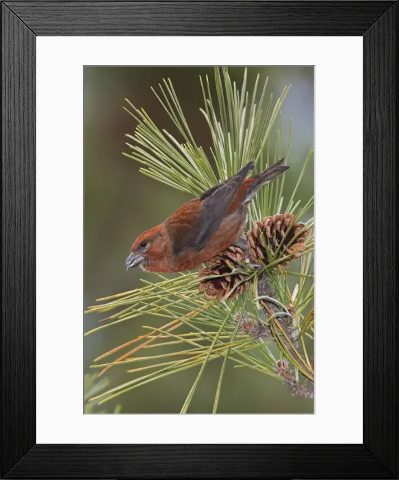 Framed Print : Red crossbill - in CT in December 2007 during a finch year. USA Framed Print : Red crossbill - in CT in December 2007 during a finch year. USA