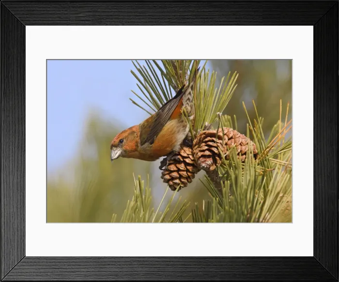 Framed Print : Red crossbill - male in December, CT, USA Framed Print : Red crossbill - male in December, CT, USA