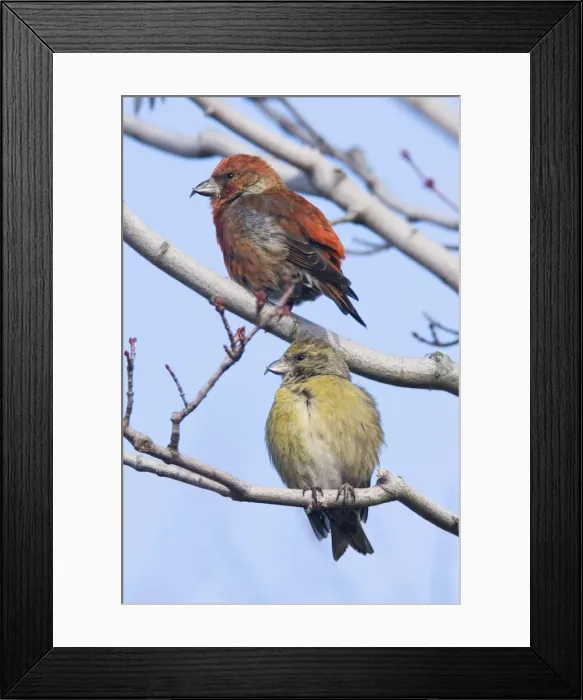 Framed Print : Red crossbill - pair, male and female in winter. December, CT. USA Framed Print : Red crossbill - pair, male and female in winter. December, CT. USA