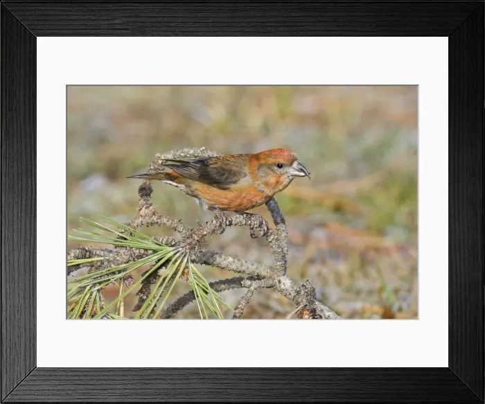 Framed Print : Red crossbill - male in winter, December, CT Framed Print : Red crossbill - male in winter, December, CT