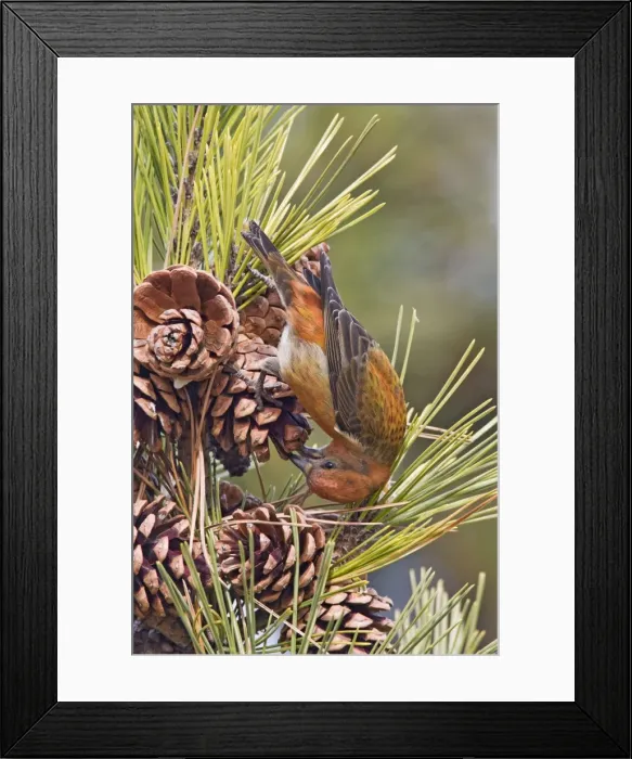 Framed Print : Red crossbill - male on cones in winter, December, CT, USA Framed Print : Red crossbill - male on cones in winter, December, CT, USA