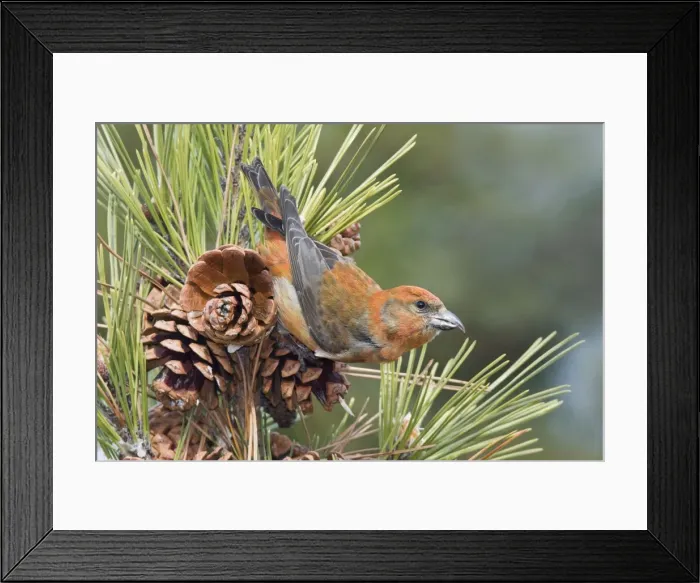 Framed Print : Red crossbill - male in winter, December, CT Framed Print : Red crossbill - male in winter, December, CT