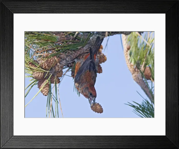 Framed Print : Red crossbill - male with a pine cone in winter. December in CT. USA Framed Print : Red crossbill - male with a pine cone in winter. December in CT. USA