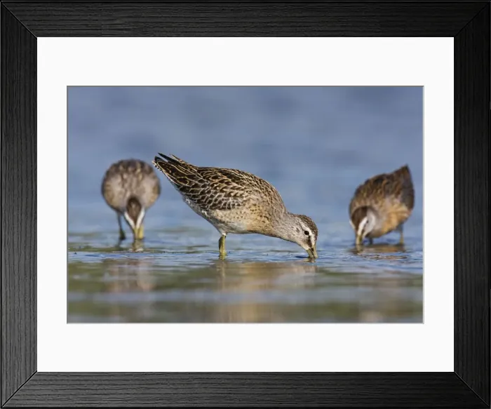 Framed Print : Short-billed Dowitcher - in September at Jamaica Bay NWR, NY, USA Framed Print : Short-billed Dowitcher - in September at Jamaica Bay NWR, NY, USA