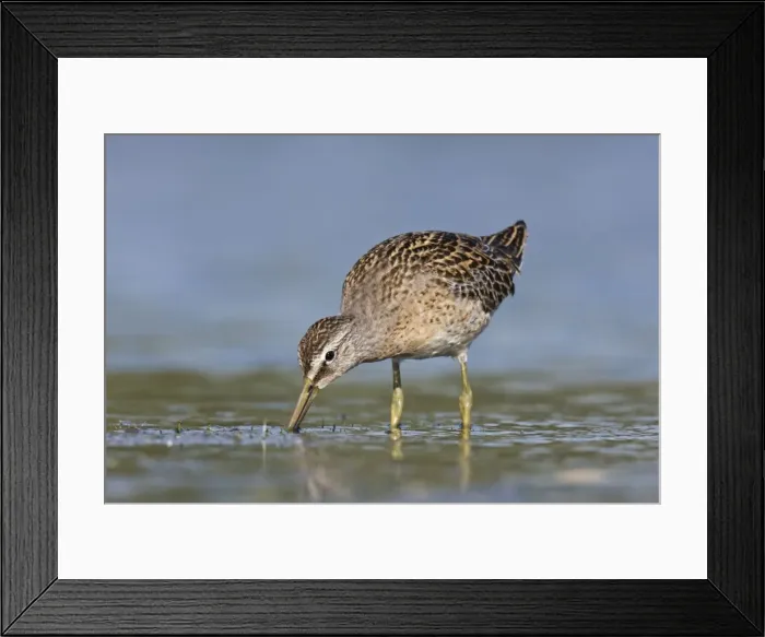 Framed Print : Short-billed Dowitcher - in September at Jamaica Bay NWR, NY, USA Framed Print : Short-billed Dowitcher - in September at Jamaica Bay NWR, NY, USA