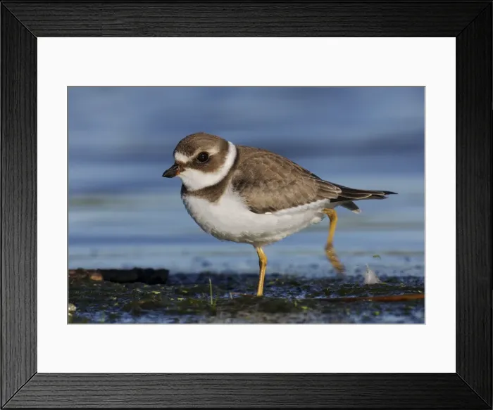 Framed Print : Semipalmated Plover - juvenile at Jamaice Bay NWR, NY in September, USA Framed Print : Semipalmated Plover - juvenile at Jamaice Bay NWR, NY in September, USA