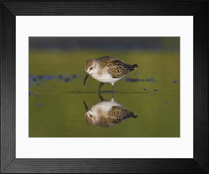 Framed Print : Semipalmated Sandpiper - in September at Jamaica Bay NWR, NY, USA Framed Print : Semipalmated Sandpiper - in September at Jamaica Bay NWR, NY, USA