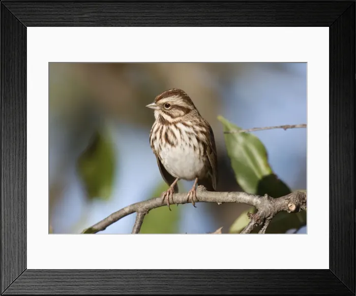 Framed Print : Song Sparrow - October, CT, USA Framed Print : Song Sparrow - October, CT, USA