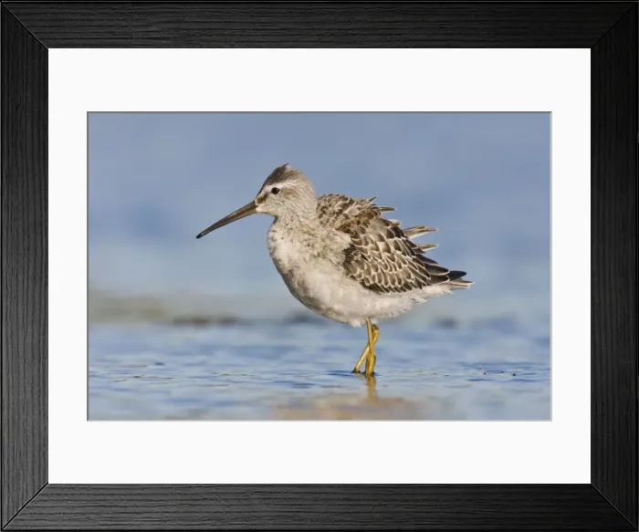Framed Print : Stilt Sandpiper - in September at Jamaica Bay NWR, NY, USA Framed Print : Stilt Sandpiper - in September at Jamaica Bay NWR, NY, USA