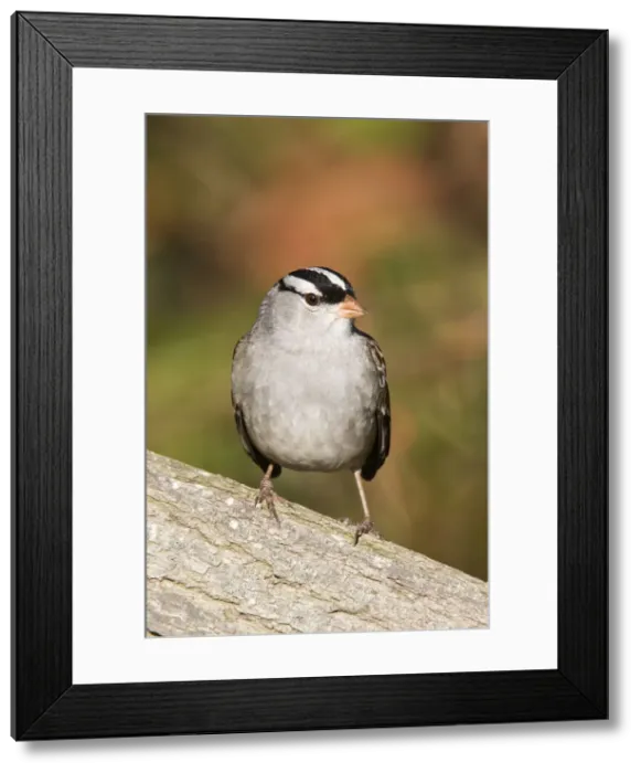 Framed Print : White-crowned Sparrow - adult in October, CT, USA Framed Print : White-crowned Sparrow - adult in October, CT, USA