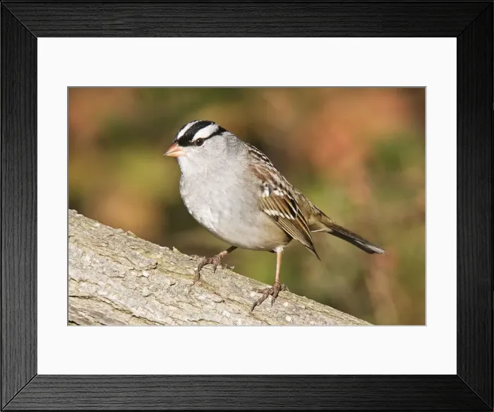 Framed Print : White-crowned Sparrow - East Haven CT, October, USA Framed Print : White-crowned Sparrow - East Haven CT, October, USA