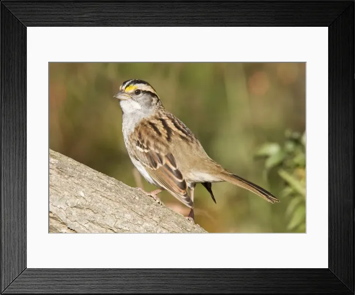 Framed Print : White-throated Sparrow, Oct, CT, USA Framed Print : White-throated Sparrow, Oct, CT, USA