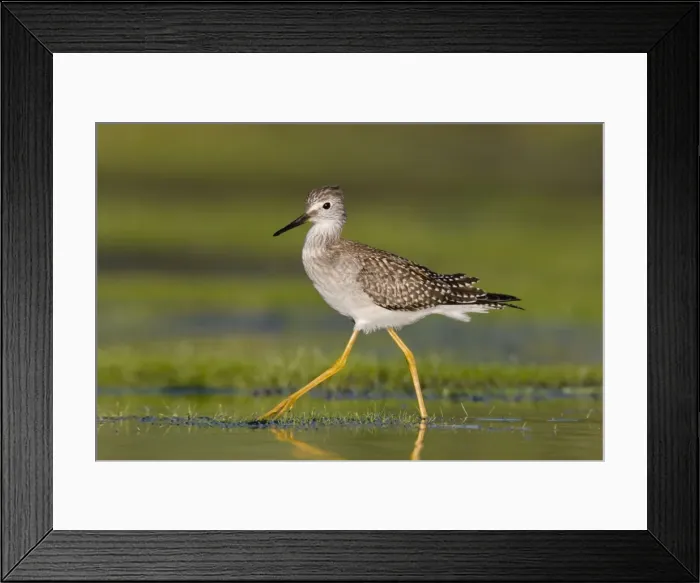 Framed Print : Lesser Yellowlegs, at Jamaica Bay NWR, NY in September. USA Framed Print : Lesser Yellowlegs, at Jamaica Bay NWR, NY in September. USA