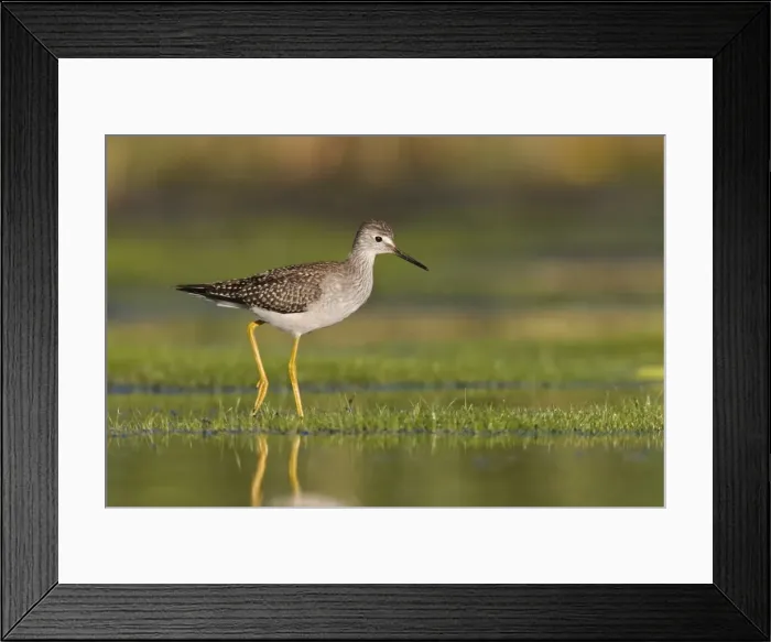 Framed Print : Lesser Yellowlegs - at Jamaica Bay NWR, NY in September. USA Framed Print : Lesser Yellowlegs - at Jamaica Bay NWR, NY in September. USA