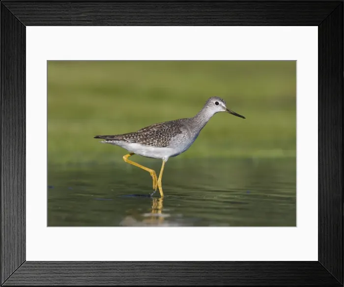 Framed Print : Lesser Yellowlegs - at Jamaica Bay NWR, NY in September. USA Framed Print : Lesser Yellowlegs - at Jamaica Bay NWR, NY in September. USA