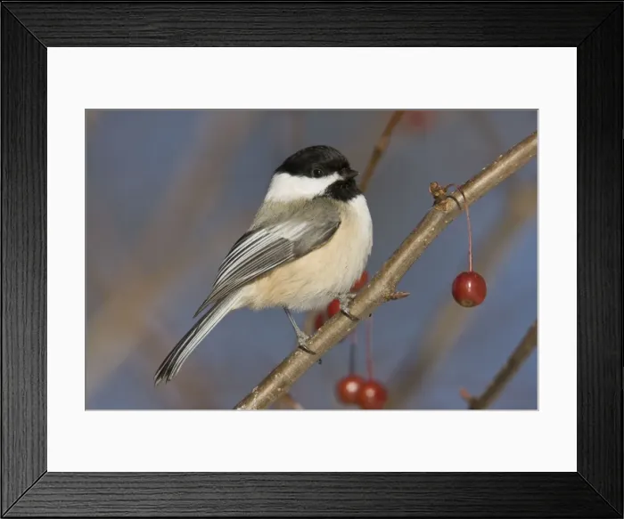 Framed Print : Black-capped Chickadee, in winter. Connecticut in December. USA Framed Print : Black-capped Chickadee, in winter. Connecticut in December. USA