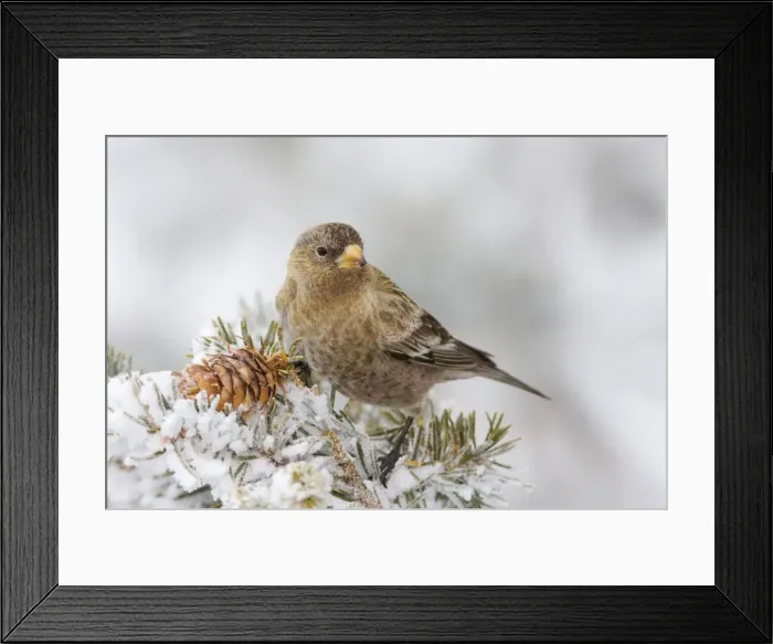 Framed Print : Brown-capped Rosy-Finch. Sandia Crest, New Mexico in February Framed Print : Brown-capped Rosy-Finch. Sandia Crest, New Mexico in February