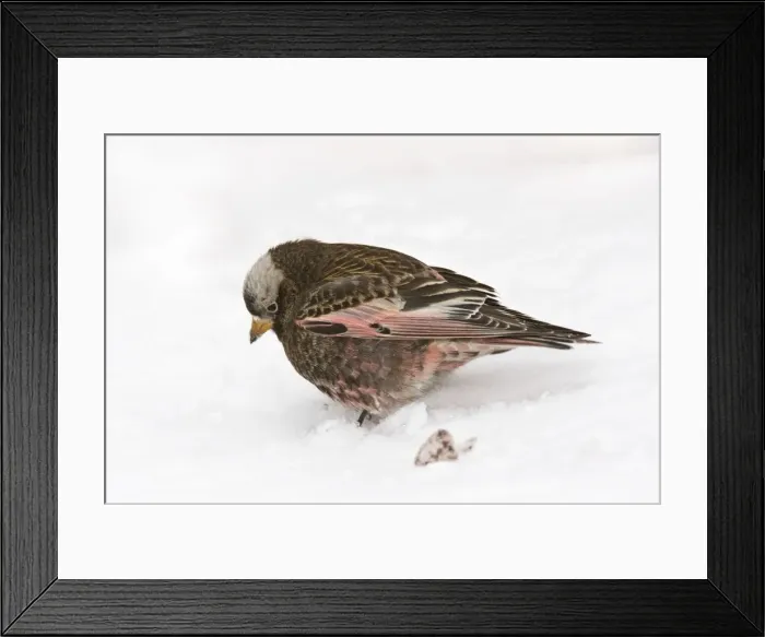 Framed Print : Black Rosy-Finch Sandia Crest, New Mexico in February Framed Print : Black Rosy-Finch Sandia Crest, New Mexico in February