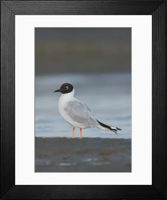 Framed Print : Bonaparte's Gull - in winter. Maine Framed Print : Bonaparte's Gull - in winter. Maine