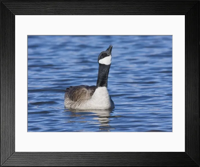 Framed Print : Cackling Goose, - in winter. New Mexico in February Framed Print : Cackling Goose, - in winter. New Mexico in February