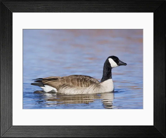 Framed Print : Cackling Goose - in winter. New Mexico in February Framed Print : Cackling Goose - in winter. New Mexico in February