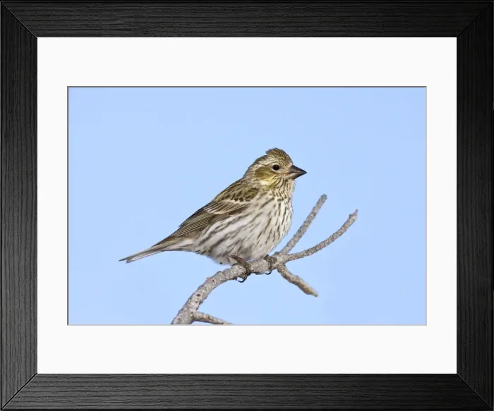 Framed Print : Cassin's Finch - female in winter. New Mexico in February Framed Print : Cassin's Finch - female in winter. New Mexico in February