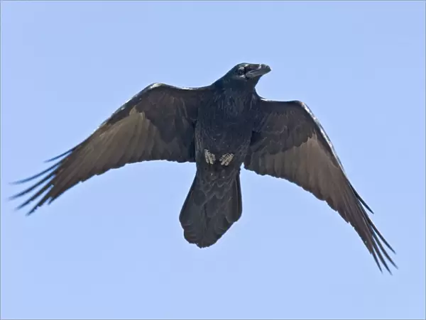 Common Ravin -in flight. New Mexico in February
