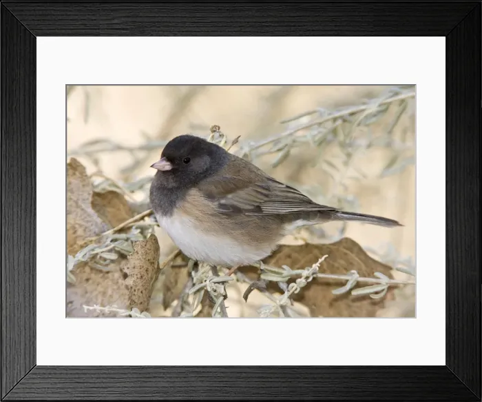 Framed Print : Dark-eyed Junco - in winter. New Mexico in January Framed Print : Dark-eyed Junco - in winter. New Mexico in January