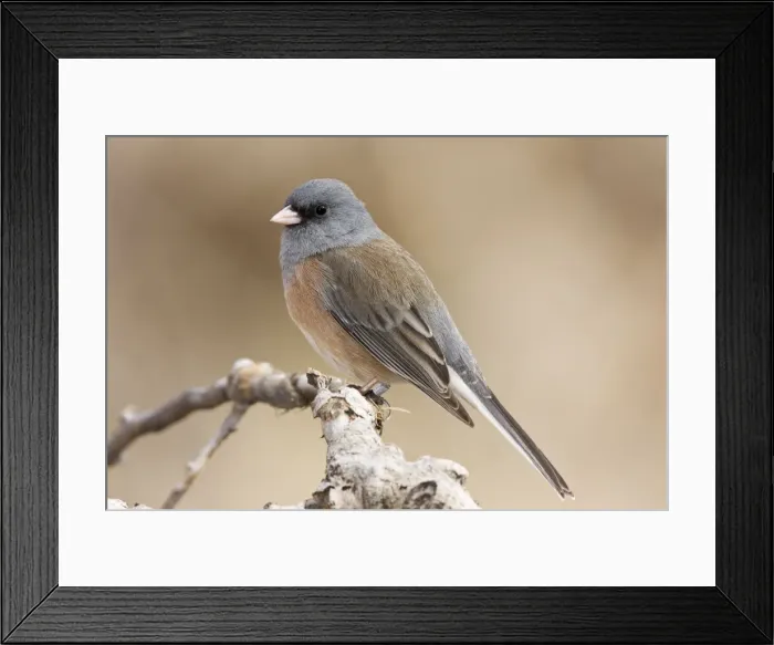 Framed Print : Dark-eyed Junco - in winter. New Mexico in January Framed Print : Dark-eyed Junco - in winter. New Mexico in January