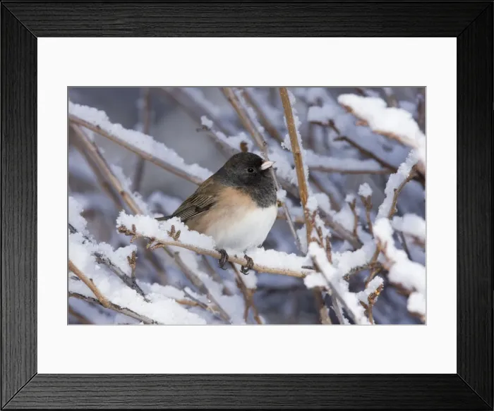 Framed Print : Dark-eyed Junco - in winter. New Mexico, February Framed Print : Dark-eyed Junco - in winter. New Mexico, February