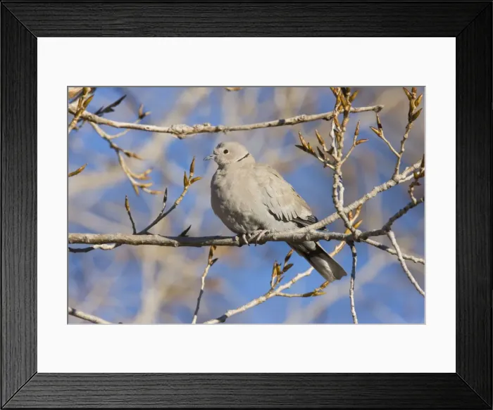 Framed Print : Eurasian Collared-Dove - in winter. New Mexico in January