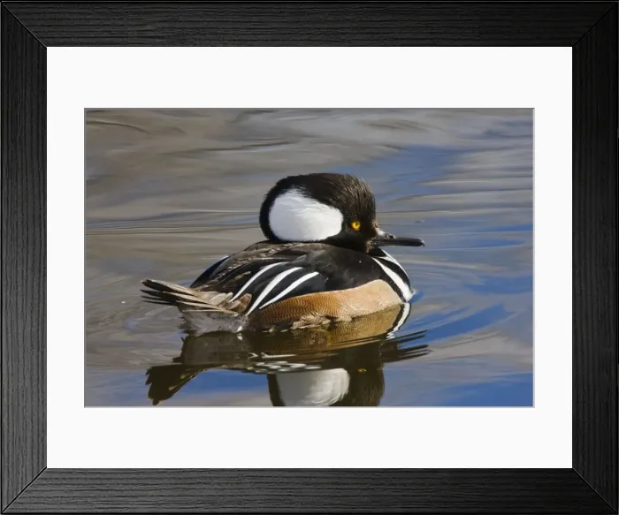 Framed Print : Hooded Merganser - in winter. New Mexico in February Framed Print : Hooded Merganser - in winter. New Mexico in February