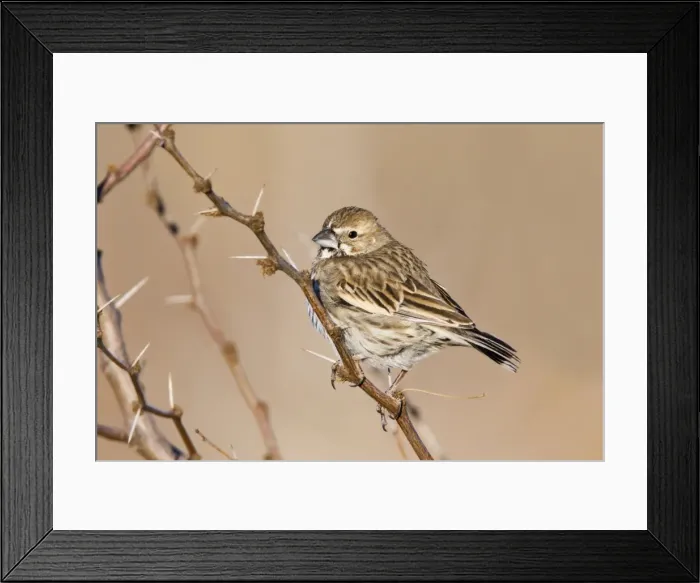 Framed Print : Lark Bunting - female in winter. Texas Panhandle in January Framed Print : Lark Bunting - female in winter. Texas Panhandle in January