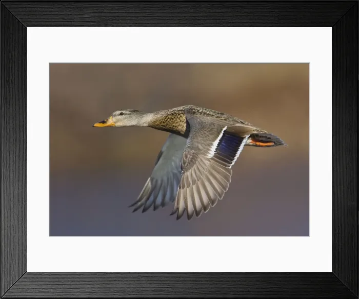 Framed Print : Mallard - female in winter. January in CT Framed Print : Mallard - female in winter. January in CT