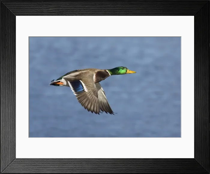 Framed Print : Mallard - male in winter. Connecticut in January Framed Print : Mallard - male in winter. Connecticut in January