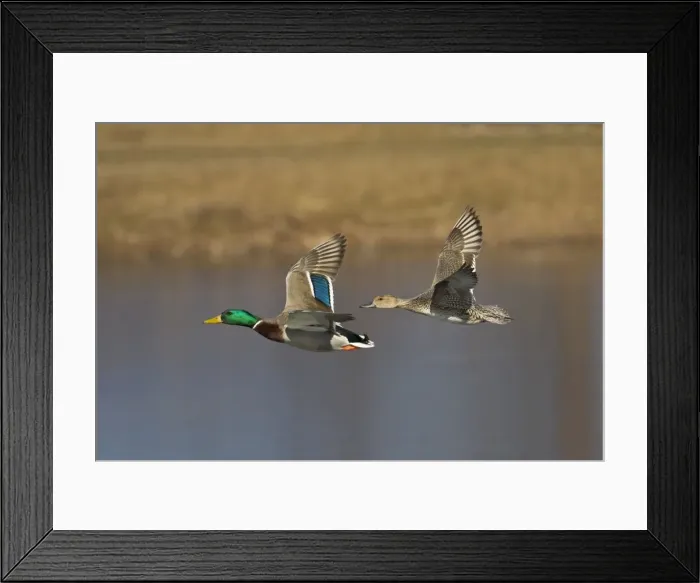 Framed Print : Mallard - male and female Pintail in winter. Connecticut in January Framed Print : Mallard - male and female Pintail in winter. Connecticut in January