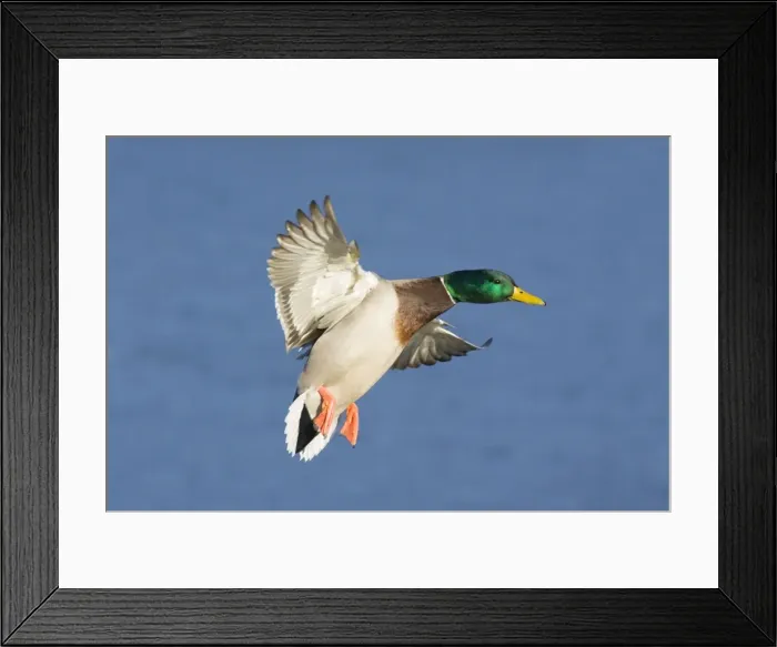 Framed Print : Mallard - male coming in for a landing. January in CT