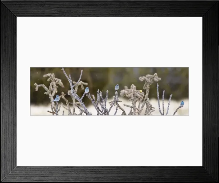 Framed Print : Mountain Bluebird - in winter. New Mexico in January Framed Print : Mountain Bluebird - in winter. New Mexico in January