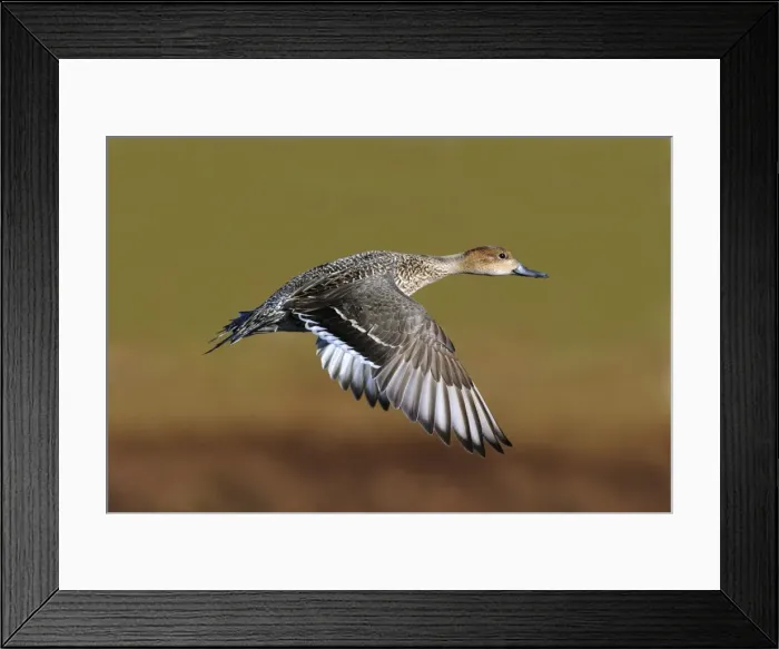 Framed Print : Northern Pintail - in flight in winter. Connecticut in January Framed Print : Northern Pintail - in flight in winter. Connecticut in January