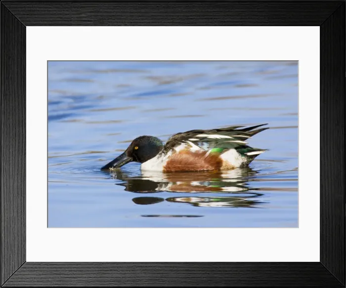 Framed Print : Northern Shoveler - male in winter. New Mexico in February Framed Print : Northern Shoveler - male in winter. New Mexico in February