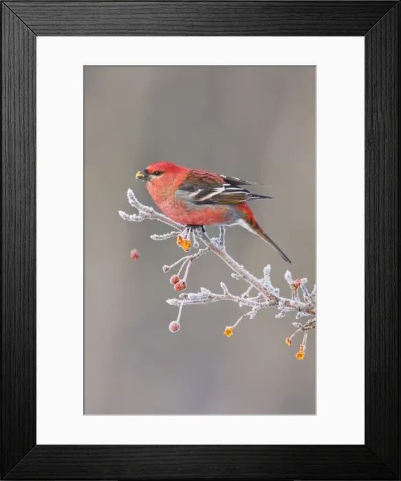 Framed Print : Pine Grosbeak - adult male in winter. December in CT Framed Print : Pine Grosbeak - adult male in winter. December in CT